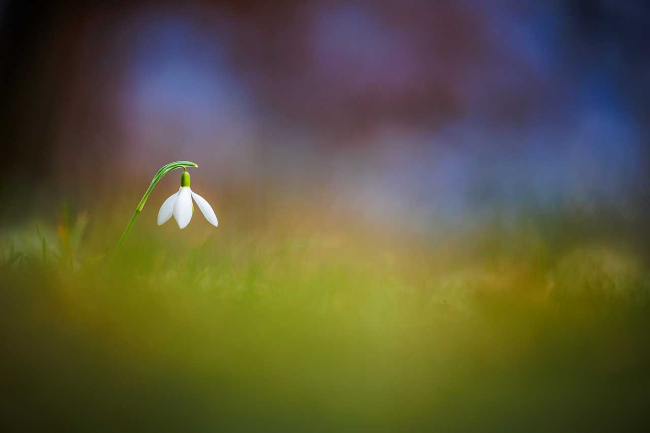 Schneeglöckchen in grüner Wiese